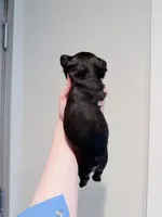 Givenchy, a male French Bulldog for sale in Greenville, SC – 4 of 4