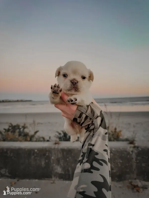 Bottega – French Bulldog puppy for sale in Greenville, SC
