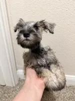 Mikey, a male Miniature Schnauzer for sale in Houston, TX – 2 of 4