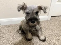 Mikey, a male Miniature Schnauzer for sale in Houston, TX – 3 of 4