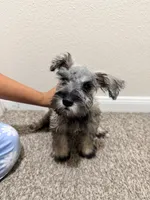Mikey, a male Miniature Schnauzer for sale in Houston, TX – 4 of 4