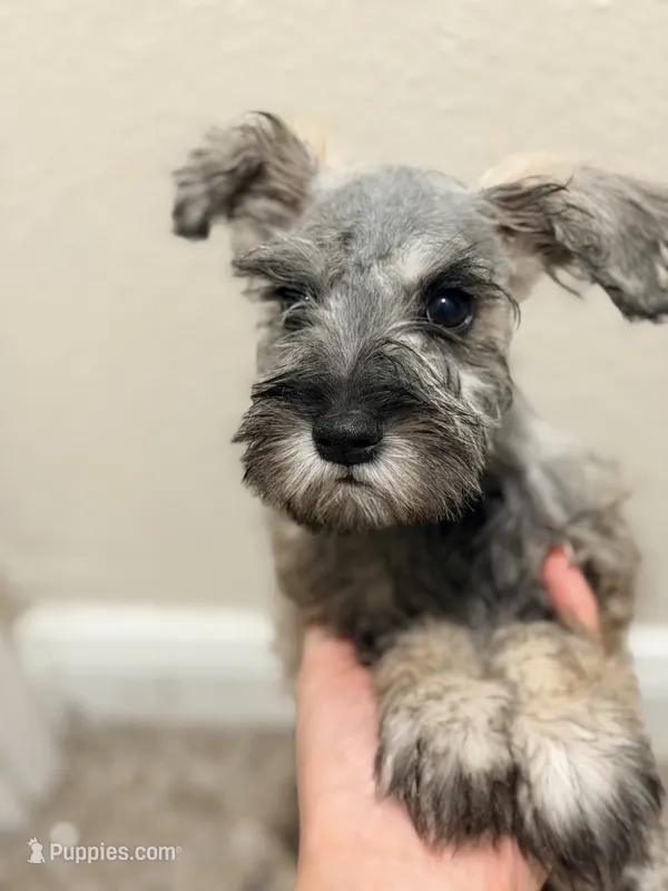 Mikey – Miniature Schnauzer puppy for sale in Houston, TX