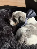 Bolt, a male Cockapoo for sale in Lewistown, MT – 3 of 10