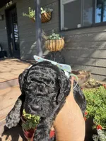 Benji, a male Cockapoo for sale in Lewistown, MT – 10 of 10
