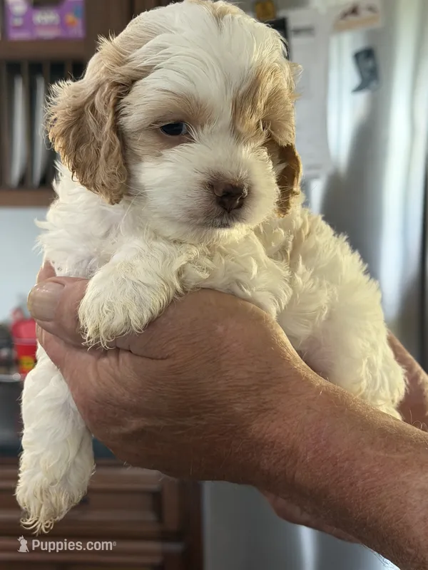 Toto – Cockapoo puppy for sale in Lewistown, MT