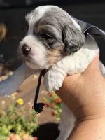 Bolt, a male Cockapoo for sale in Lewistown, MT – 6 of 10
