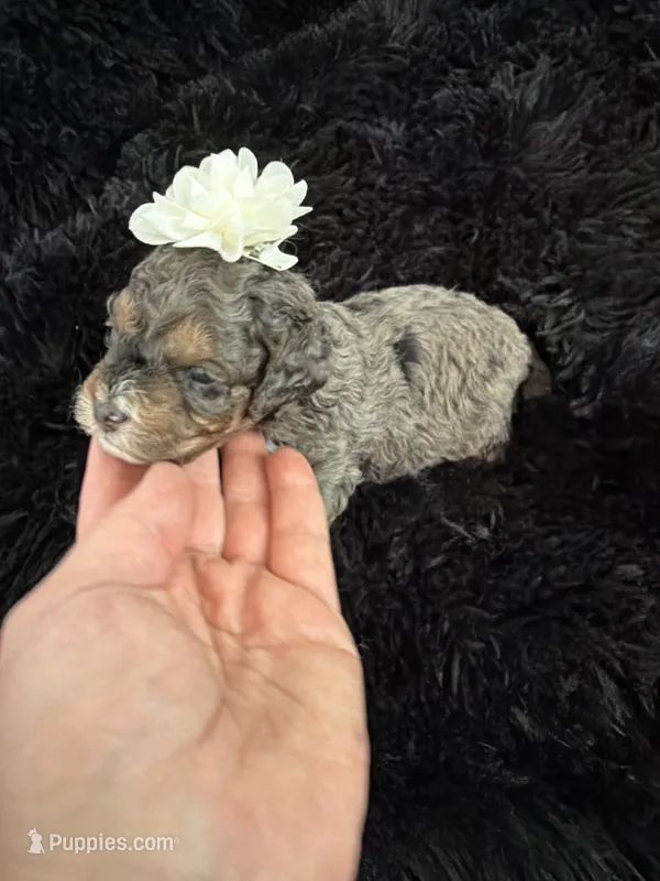 Lassie – Cockapoo puppy for sale in Lewistown, MT