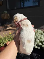 Scooby, a male Cockapoo for sale in Lewistown, MT – 10 of 10