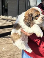 Tucker, a male Cockapoo for sale in Lewistown, MT – Photo 4 of 7