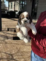 Tucker, a male Cockapoo for sale in Lewistown, MT – Photo 3 of 7