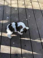 Tucker, a male Cockapoo for sale in Lewistown, MT – Photo 6 of 7