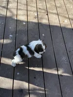 Tucker, a male Cockapoo for sale in Lewistown, MT – Photo 7 of 7