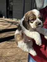 Tucker, a male Cockapoo for sale in Lewistown, MT – Photo 2 of 7