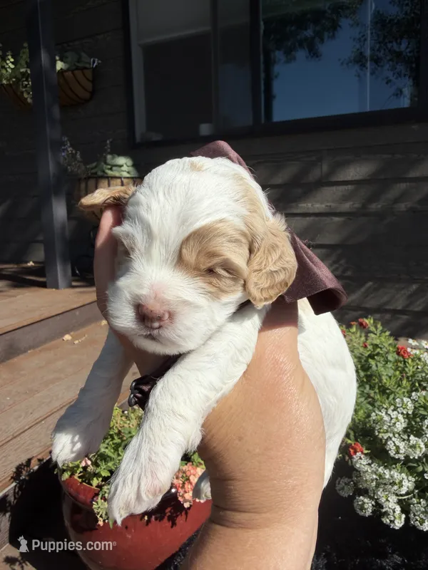 Toto – Cockapoo puppy for sale in Lewistown, MT