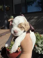 Toto, a male Cockapoo for sale in Lewistown, MT – 1 of 8