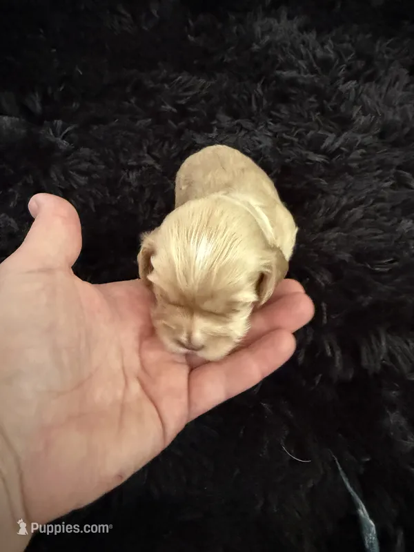 Marley – Cockapoo puppy for sale in Lewistown, MT