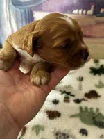 processed/744e7277-64a7-4af7-a13f-8ae8c2ba6709/listing/253acfc4-664d-44cd-8943-2a35b824ccb0/498aedd1-491b-4c5b-b211-a4b381f417be