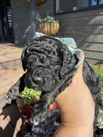 Benji, a male Cockapoo for sale in Lewistown, MT – 2 of 10