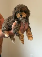 Mesa, a female Cockapoo for sale in Lewistown, MT – 8 of 8