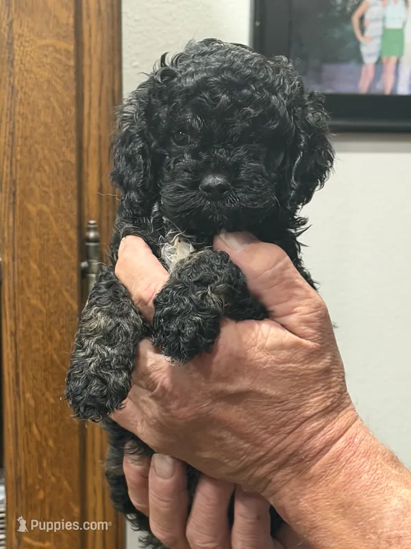 Benji – Cockapoo puppy for sale in Lewistown, MT