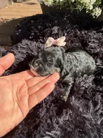 Lady, a female Cockapoo for sale in Lewistown, MT – 9 of 10