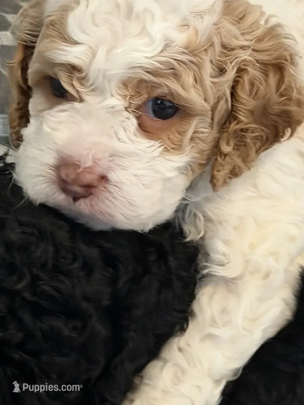 Scooby – Cockapoo puppy for sale in Lewistown, MT