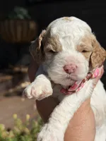 Scooby, a male Cockapoo for sale in Lewistown, MT – 2 of 10