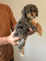 Mesa, a female Cockapoo for sale in Lewistown, MT – 6 of 8