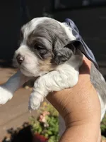 Bolt, a male Cockapoo for sale in Lewistown, MT – 5 of 10
