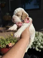 Scooby, a male Cockapoo for sale in Lewistown, MT – 8 of 10