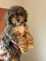 Mesa, a female Cockapoo for sale in Lewistown, MT – 5 of 8