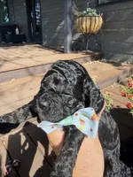 Benji, a male Cockapoo for sale in Lewistown, MT – 4 of 10