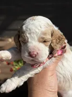 Scooby, a male Cockapoo for sale in Lewistown, MT – 3 of 10