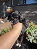 Lady, a female Cockapoo for sale in Lewistown, MT – 6 of 10