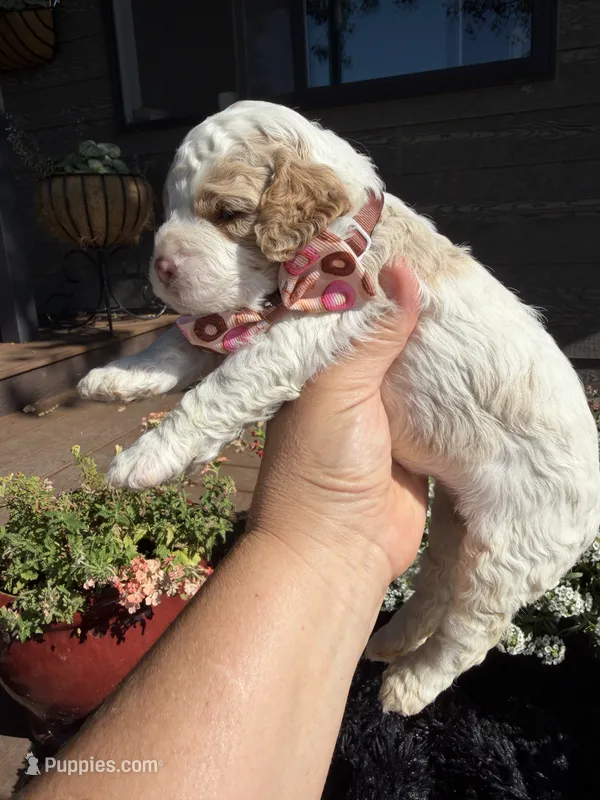 Scooby – Cockapoo puppy for sale in Lewistown, MT
