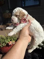 Scooby, a male Cockapoo for sale in Lewistown, MT – 1 of 10