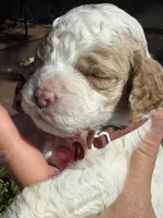 Scooby, a male Cockapoo for sale in Lewistown, MT – 6 of 10
