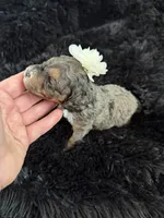 Lassie, a male Cockapoo for sale in Lewistown, MT – 7 of 10