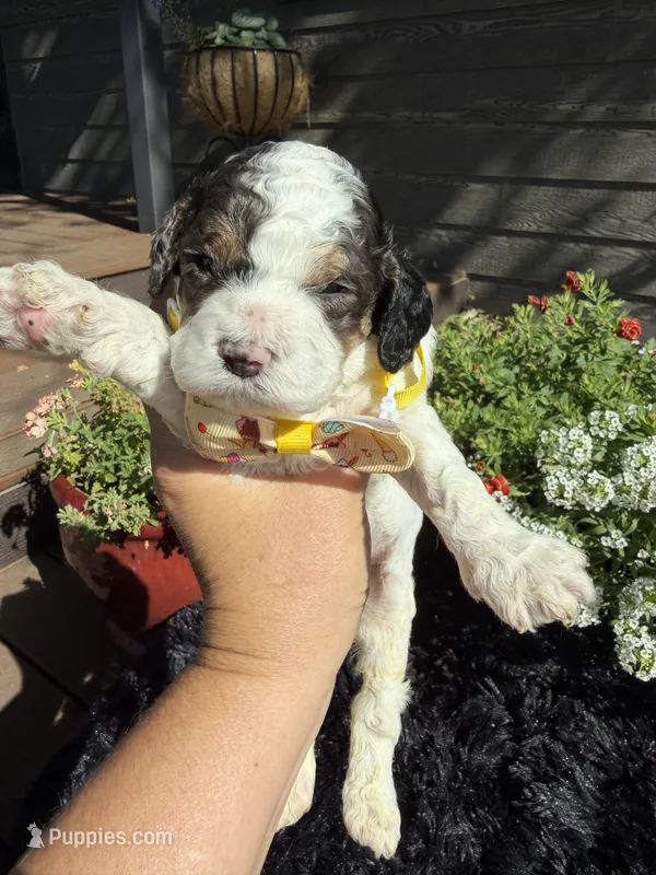 Apollo – Cockapoo puppy for sale in Lewistown, MT