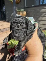 Benji, a male Cockapoo for sale in Lewistown, MT – 3 of 10