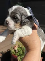 Bolt, a male Cockapoo for sale in Lewistown, MT – 9 of 10