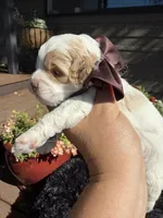 Toto, a male Cockapoo for sale in Lewistown, MT – 2 of 8