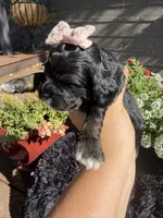 Lady, a female Cockapoo for sale in Lewistown, MT – 7 of 10