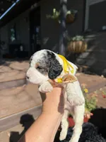 Apollo, a male Cockapoo for sale in Lewistown, MT – 5 of 6