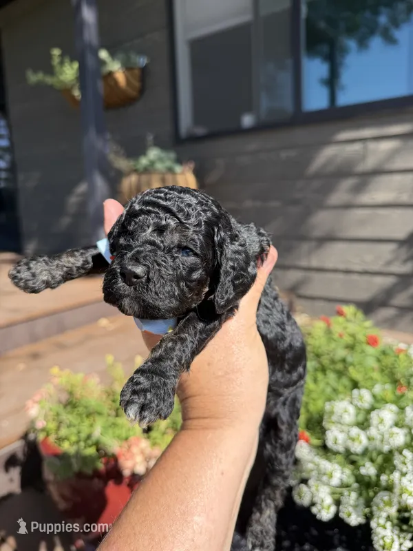 Benji – Cockapoo puppy for sale in Lewistown, MT
