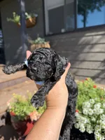 Benji, a male Cockapoo for sale in Lewistown, MT – 1 of 10