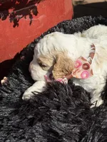 Scooby, a male Cockapoo for sale in Lewistown, MT – 4 of 10