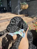 Benji, a male Cockapoo for sale in Lewistown, MT – 5 of 10
