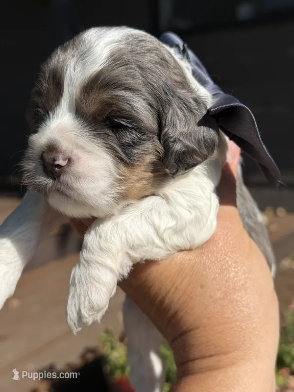 Bolt – Cockapoo puppy for sale in Lewistown, MT