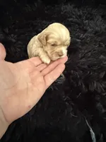 Marley, a female Cockapoo for sale in Lewistown, MT – 4 of 10